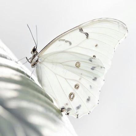 White Butterfly Sacred Mariposa
